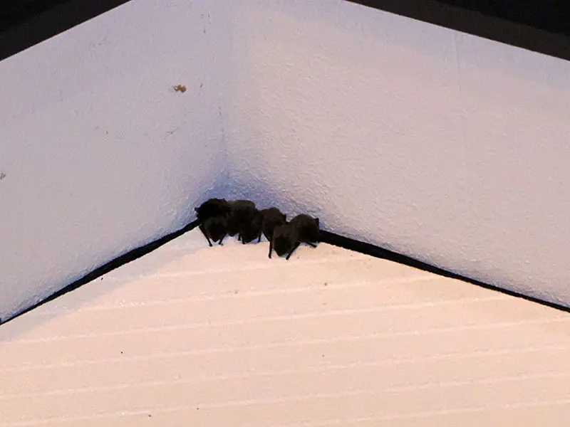 コウモリが夜に外壁につかまって休憩している姿。ナイトルーストといいます。