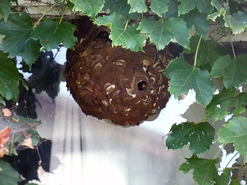 巣からスズメバチが顔をだしている写真