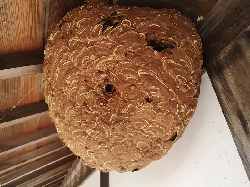 住宅軒下にできたスズメバチの巣の画像
