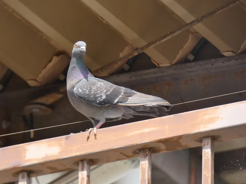 松本市の工場で見張りをしている鳩