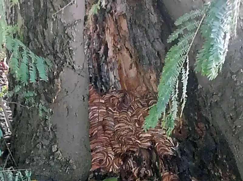 木の中に作ったスズメバチの巣