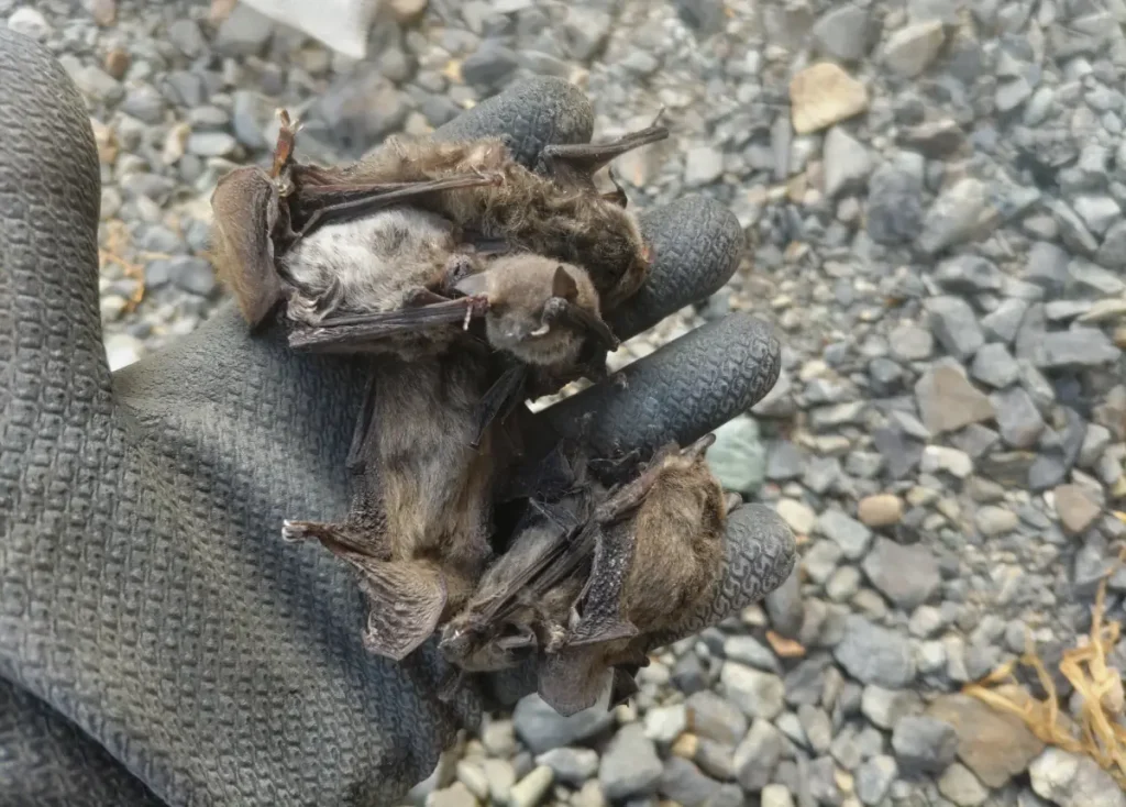 長野県伊那市の建物内で逃げ出せずに死亡していたコウモリたちの画像