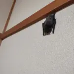 和室の壁にぶら下がって眠るアブラコウモリの写真