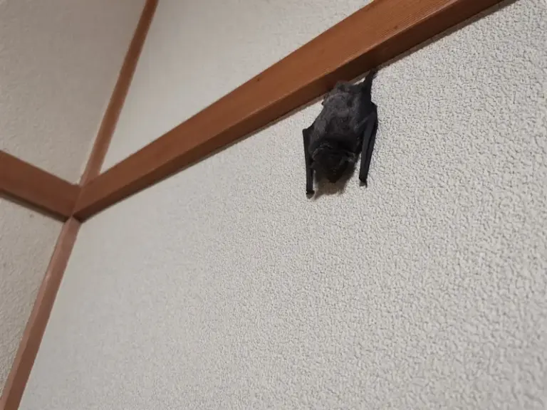 和室の壁にぶら下がって眠るアブラコウモリの写真