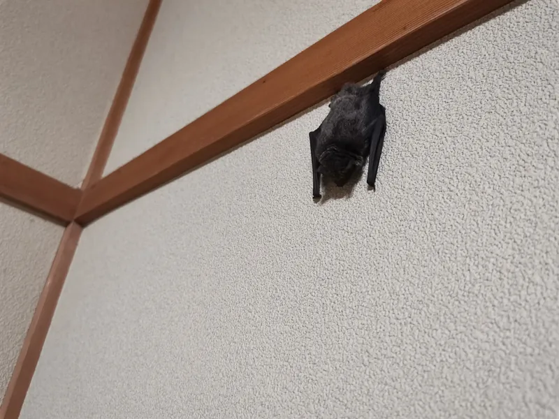 和室の壁にぶら下がって眠るアブラコウモリの写真