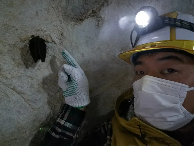 コウモリを知る|事例写真で見る生態・侵入・住宅被害 18 写真:岐阜県飛騨・高山地方の洞窟内で冬眠中のキクガシラコウモリを指さす筆者の様子。マント状に翼をたたんでぶら下がっている様子が写っている。