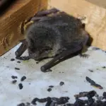 コウモリの日中休眠とは何か?|専門家が教える定義と現場考察シリーズ4 13 長野県駒ヶ根市の住宅天井裏で撮影した、うずくまって寝ているアブラコウモリのアップ写真。