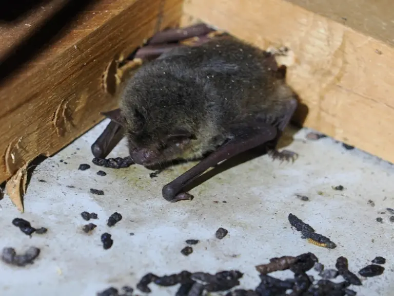 長野県駒ヶ根市の住宅天井裏で撮影した、うずくまって寝ているアブラコウモリのアップ写真。