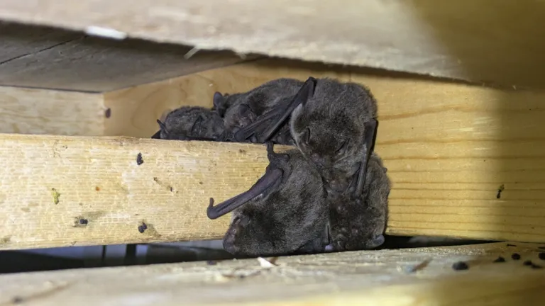 アブラコウモリ(イエコウモリ)の生態|家に来る理由・行動パターン・基本データ 6 長野県駒ケ根市で撮影されたアブラコウモリが天井裏の隙間で集団で冬眠している様子