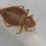 綿棒の上に乗ったコウモリトコジラミ（Cimex japonicus）の接写画像