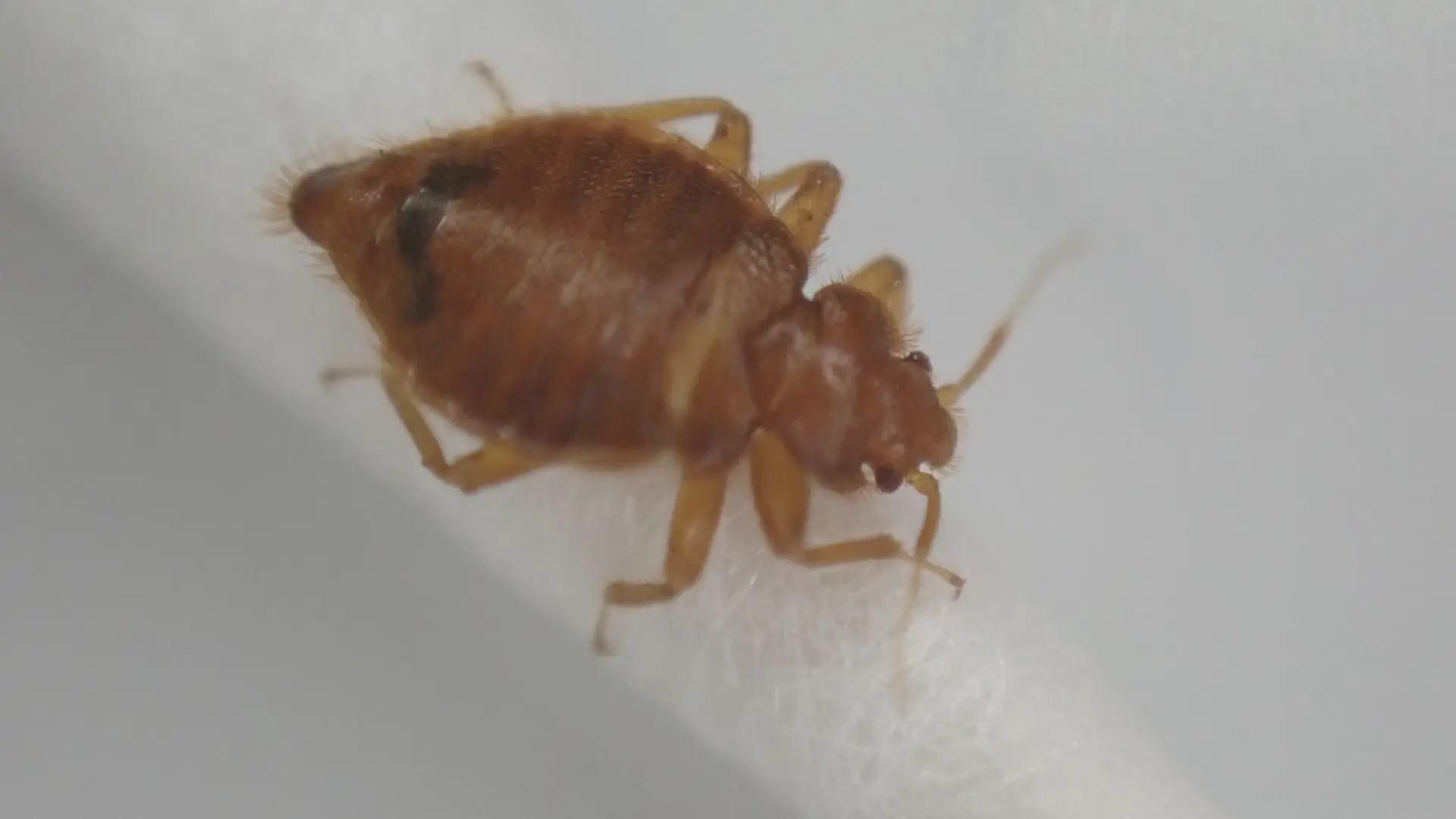 綿棒の上に乗ったコウモリトコジラミ（Cimex japonicus）の接写画像