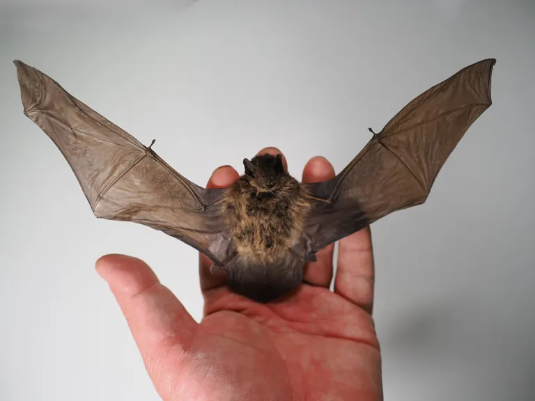 コウモリを知る|事例写真で見る生態・侵入・住宅被害 2 翼の構造展示標本(皮膜と指骨)