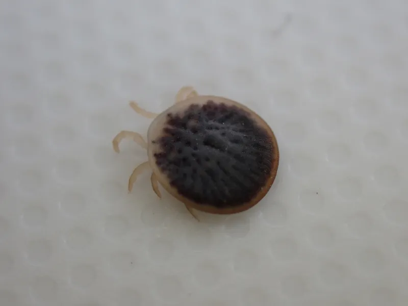 背側から見たコウモリマルヒメダニ(Carios vespertilionis)