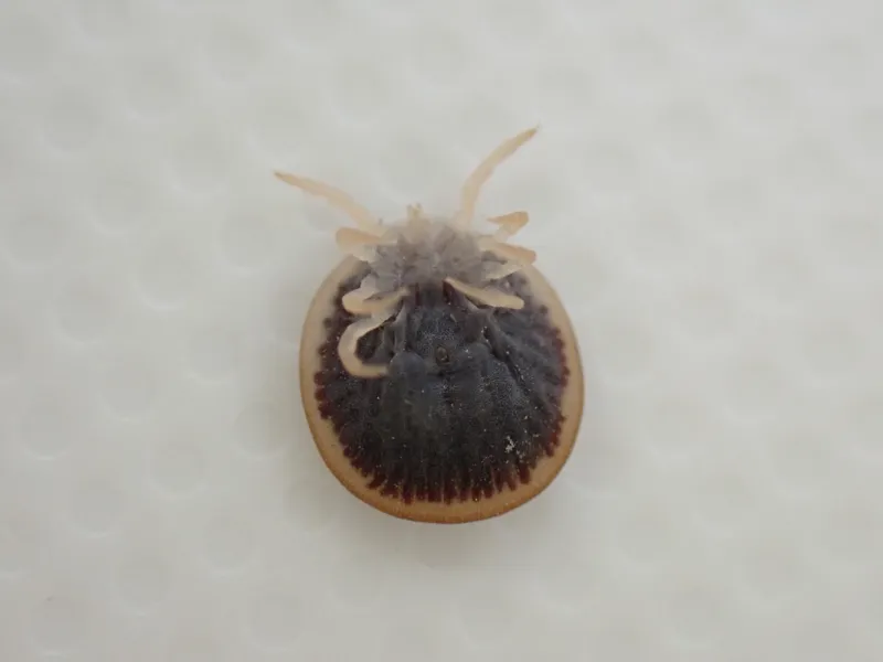 コウモリマルヒメダニの腹面