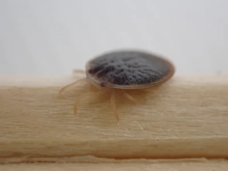 割りばしと比較したコウモリマルヒメダニのサイズ感