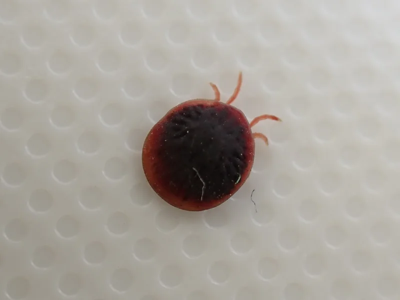 赤くなったコウモリマルヒメダニ