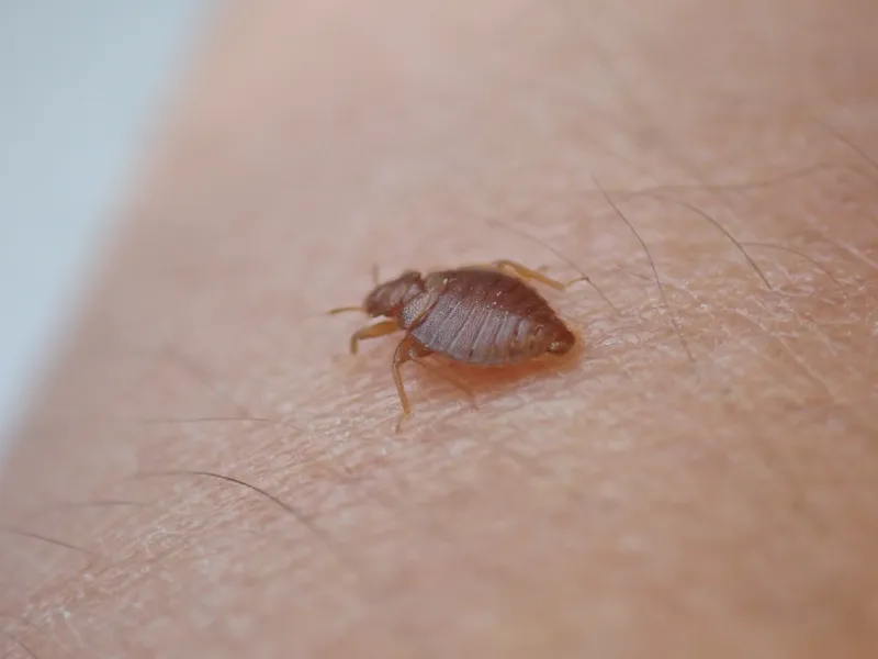 筆者の腕を吸血するコウモリトコジラミの成虫