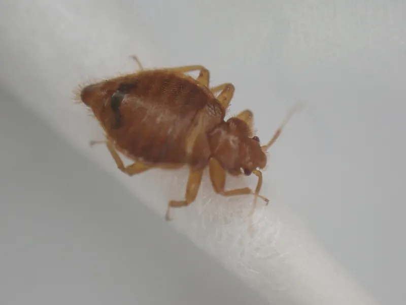 綿棒の上に乗ったコウモリトコジラミ(Cimex japonicus)