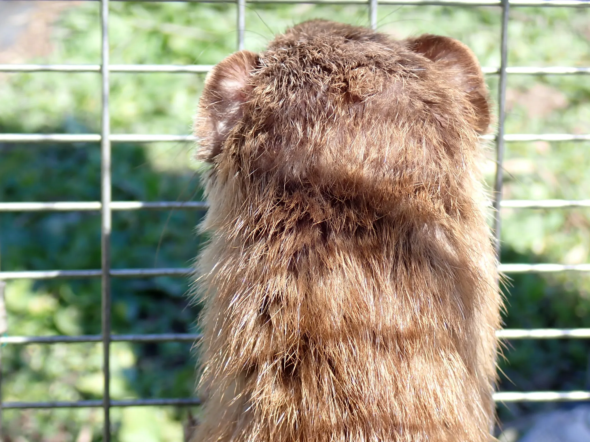 動物の臭い、最前線──キツネのサインに怯えるネズミ、進化が刻んだ本能と忌避剤の現在 4 写真:罠の中で外を見つめるイタチの後ろ姿(長野県で撮影された野生個体)