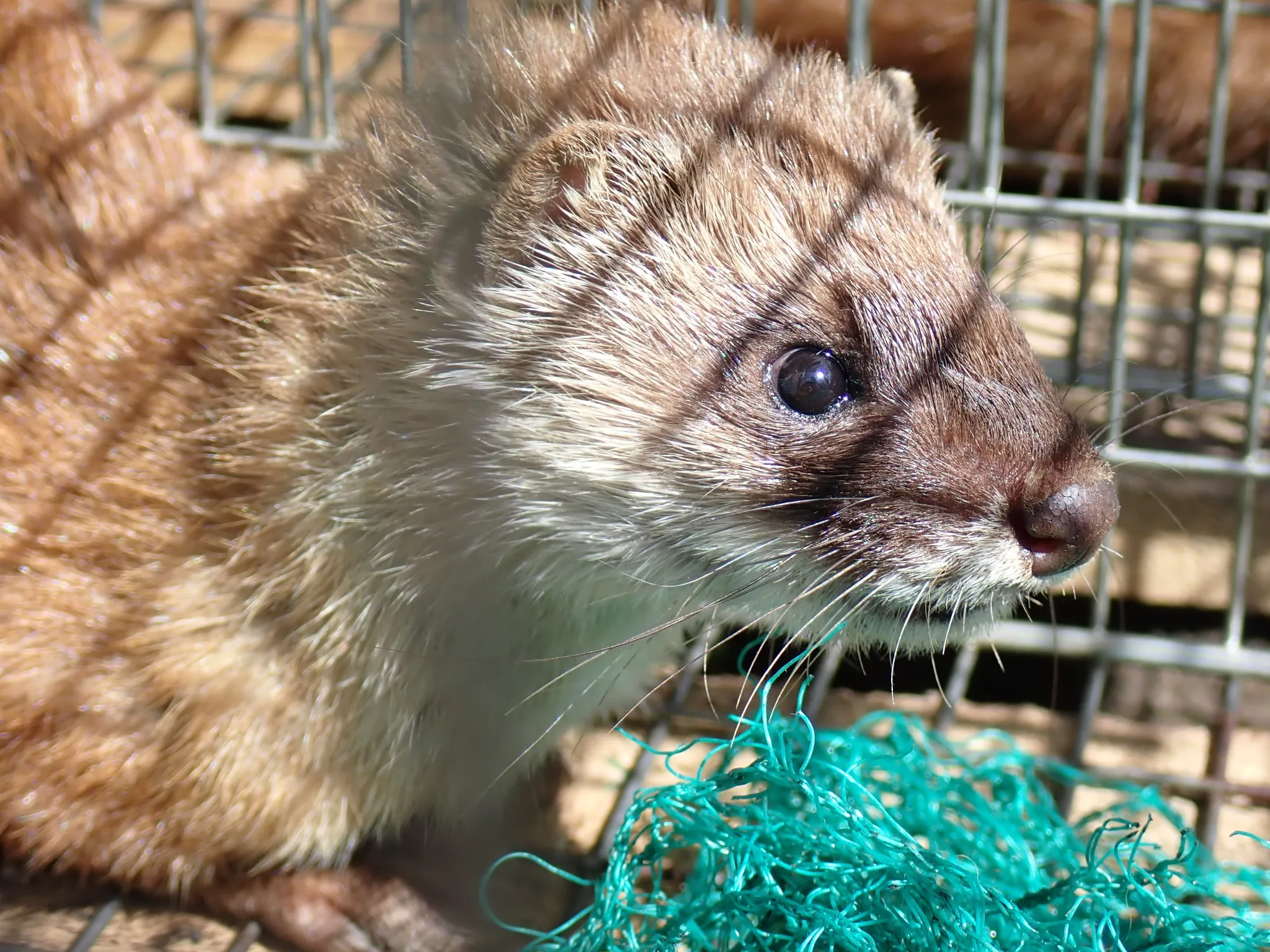 動物の臭い、最前線──キツネのサインに怯えるネズミ、進化が刻んだ本能と忌避剤の現在 3 写真:捕獲トラップ内でこちらを見つめるイタチの横顔(野生個体の拡大写真)