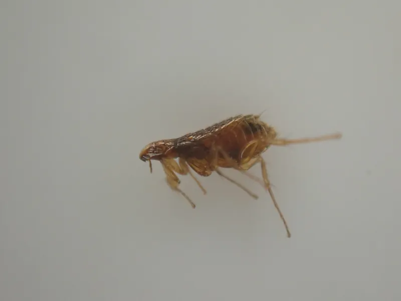 暗色型のコウモリノミ(Nycteridopsylla属)成虫の画像