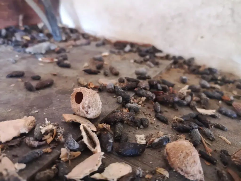 事業紹介と実績|かわほりプリベント 2 rat droppings gnawed ume seed