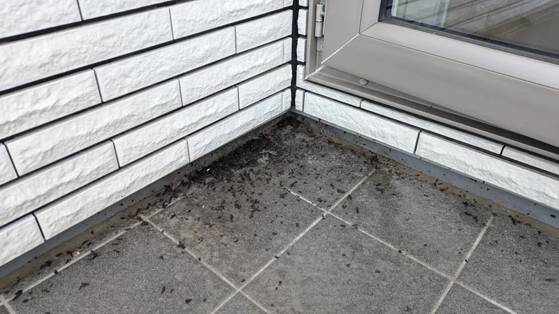 茅野市の高断熱住宅で発生したコウモリ被害と駆除対策事例 1 01 chino nagano bat droppings balcony