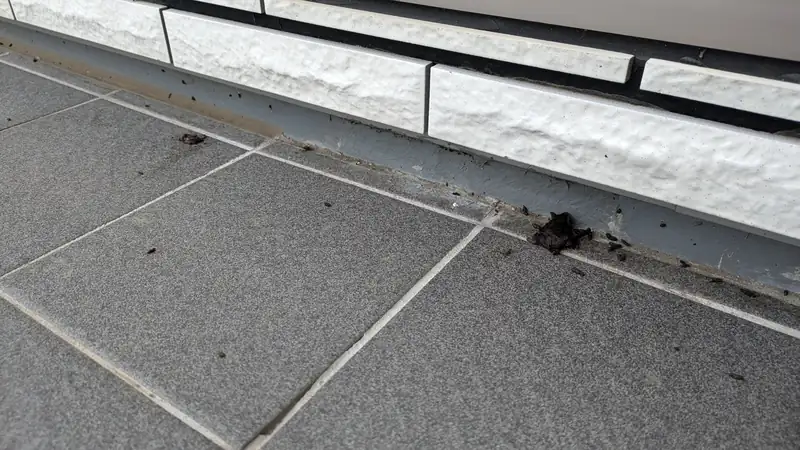 茅野市の高断熱住宅で発生したコウモリ被害と駆除対策事例 7 代替テキスト