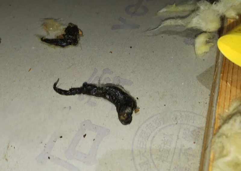 野生動物のフンで探す|庭や天井裏で見分ける侵入者の痕跡 3 住宅天井裏に残されたイタチの糞。先端が細く曲がり、毛や骨片が含まれている様子(長野県松本市、2024年撮影)