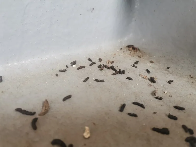 野生動物のフンで探す|庭や天井裏で見分ける侵入者の痕跡 4 ベランダの床面に多数散らばったアブラコウモリの糞(長野県伊那市、2020年撮影)