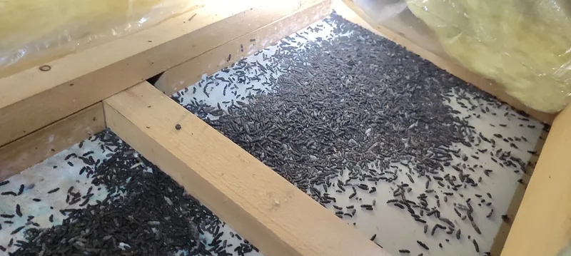 コウモリの糞の消毒方法。見つけた時のための、安全な掃除手順 3 天井裏に堆積したコウモリの糞