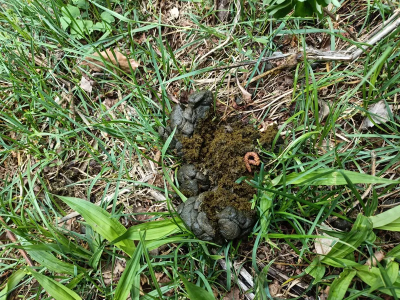 野生動物のフンで探す|庭や天井裏で見分ける侵入者の痕跡 7 草地の上に排泄されたイノシシの糞。繊維質を多く含み、形状は不定形(長野県立科町、2025年撮影)