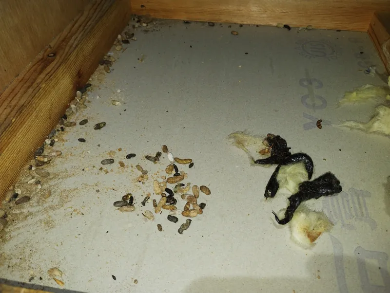 野生動物のフンで探す|庭や天井裏で見分ける侵入者の痕跡 8 住宅天井裏に並ぶイタチとネズミの糞。大きさの違いが分かる(長野県松本市、2024年撮影)