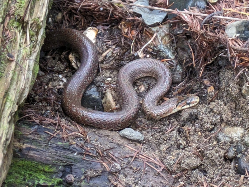 ヘビ