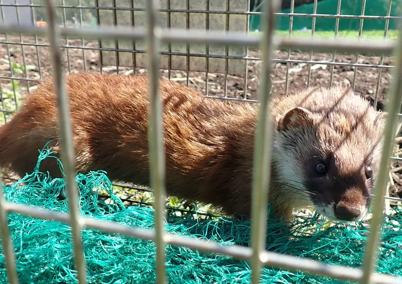 捕獲用の金属檻の中に収容されたイタチ。赤褐色の体毛と黒い顔面が特徴的（長野県、2015年撮影）