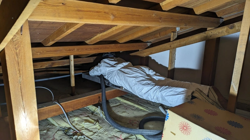 トップ 24 長野県安曇野市の住宅天井裏で、コウモリの糞清掃を行っている様子