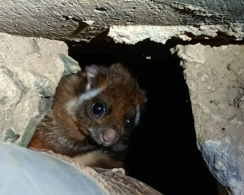 ムササビ