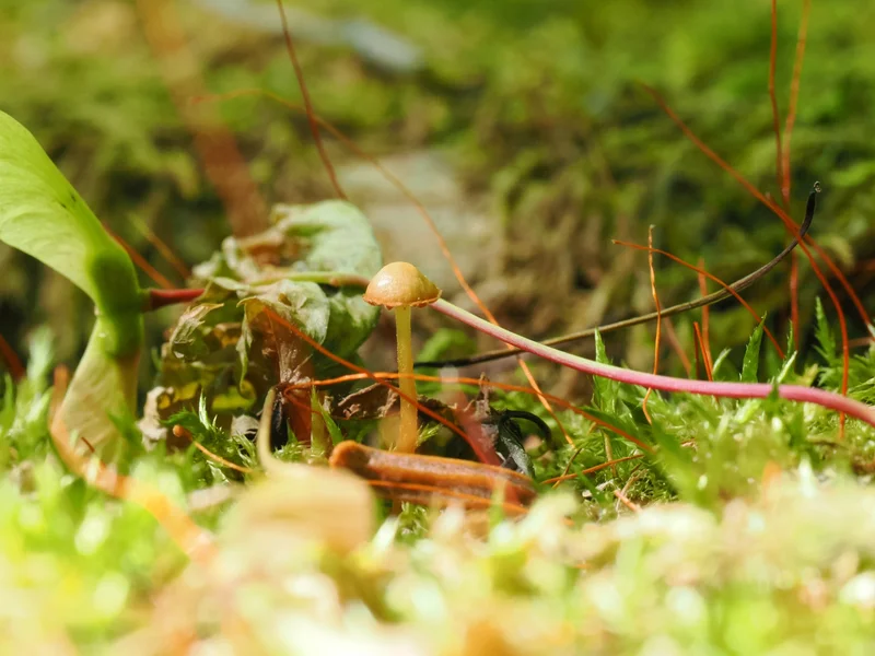 安曇野市の苔むした林床に生えた小さなキノコ