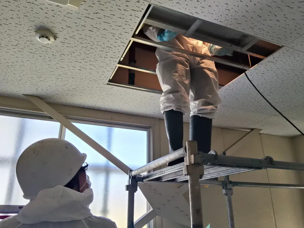 コウモリフェスティバル2025講演報告:現場専門家が提言する『高断熱住宅のコウモリ侵入リスクと共存への課題』 7 コウモリ対策の現場で防護服を着用し、足場を設置して天井裏で作業する作業員の写真