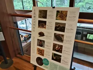 コウモリフェスティバル2025の展示物「上高地のコウモリ」紹介パネルの写真