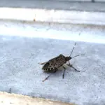 窓サッシの隙間付近にいるカメムシ。侵入経路となる構造的弱点を示す写真