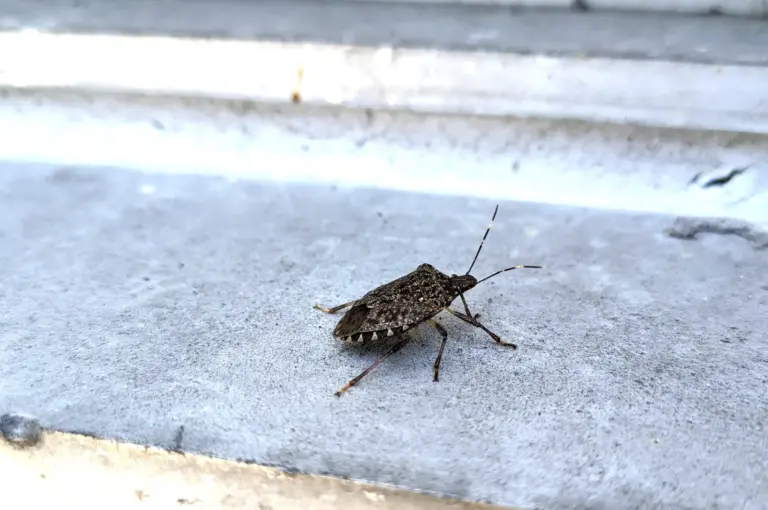窓サッシの隙間付近にいるカメムシ。侵入経路となる構造的弱点を示す写真