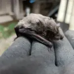 山岸淳一の手のひらに乗るコウモリ。住宅に侵入する身近なコウモリ