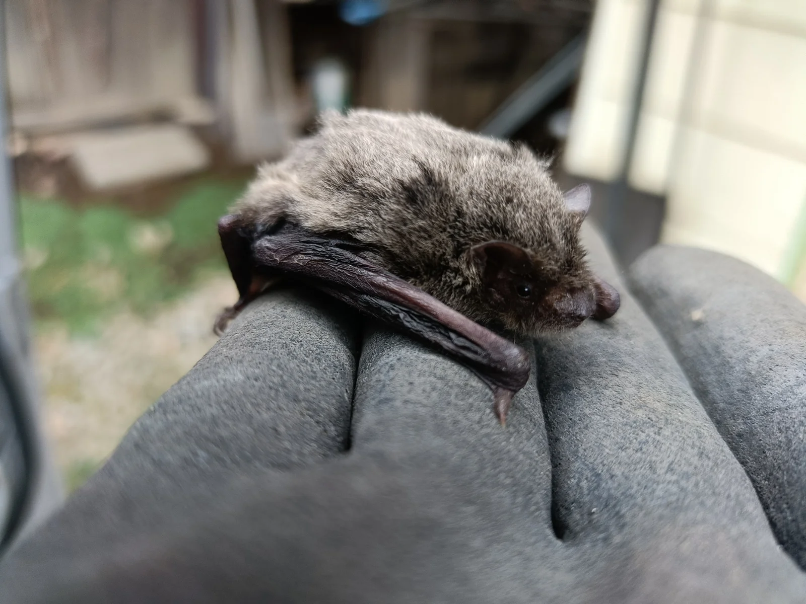 山岸淳一の手のひらに乗るコウモリ。住宅に侵入する身近なコウモリ