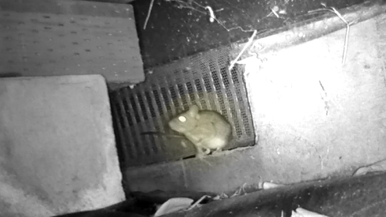 安曇野市の住宅で基礎通気口から出入りするクマネズミ成獣の夜間撮影写真