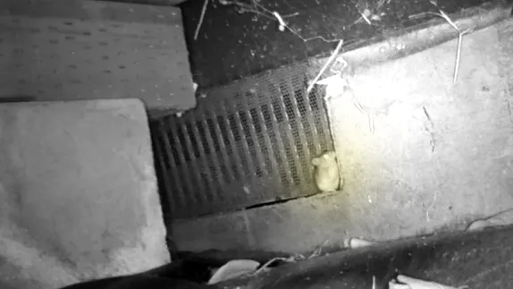 安曇野市の住宅基礎通気口から出てくるクマネズミ幼獣の夜間記録画像