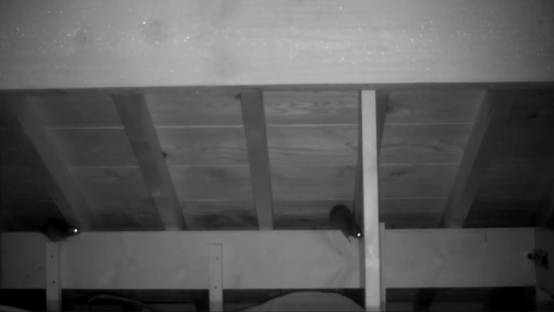 長野県安曇野市の住宅天井裏で確認されたクマネズミ2匹の侵入被害の現場写真