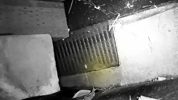 安曇野市の住宅基礎通気口付近を通過するトガリネズミの夜間撮影写真