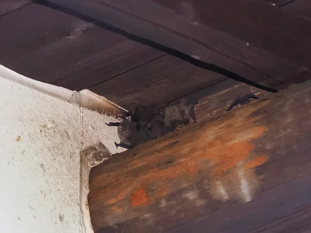 長野県上田市の住宅の梁と壁の隙間から、日没に合わせて飛び出そうと待機しているアブラコウモリの群れ。焦げ茶色の毛並みと小さな耳が見える。