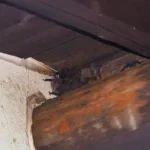 コウモリの出巣(しゅっそう)とは何か?|専門家が教える定義と現場考察シリーズ1 10 長野県上田市の住宅の梁と壁の隙間から、日没に合わせて飛び出そうと待機しているアブラコウモリの群れ。焦げ茶色の毛並みと小さな耳が見える。